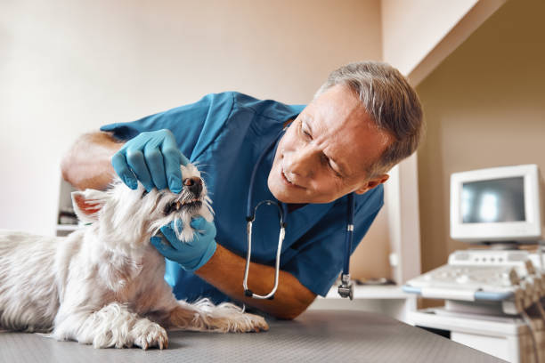 Best Weekend Emergency Dentist in Westerville, OH